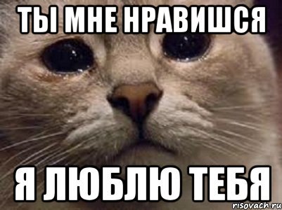 Я тебя люблю Мем котик