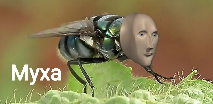 Мем Муха зъюзъ