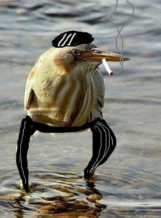 Утка гопник