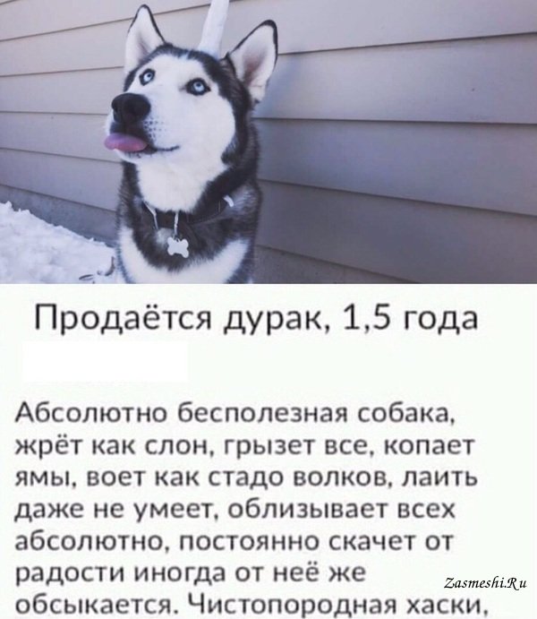 Продается собака дурак
