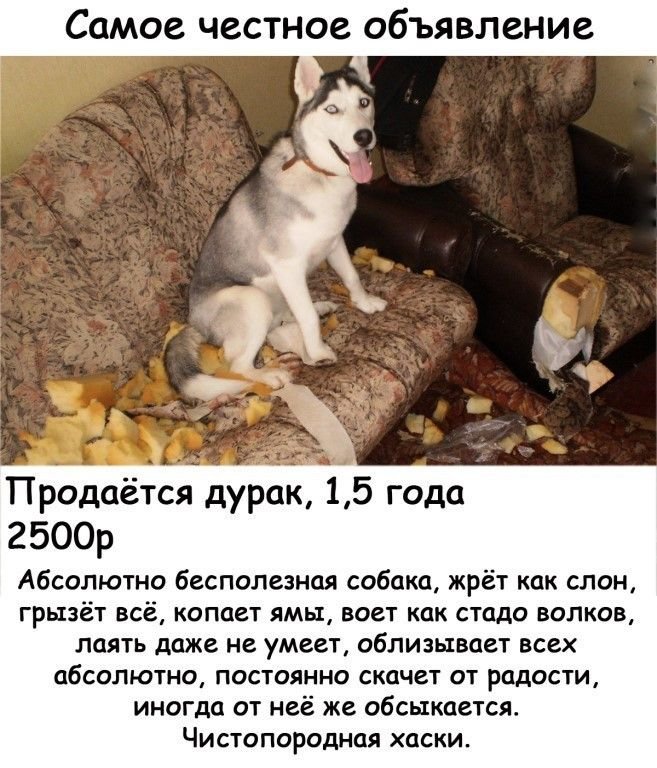 Продаётся собака прикол