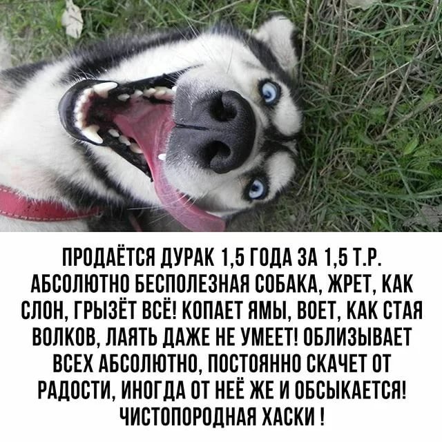 Продаётся дурак 1.5 года