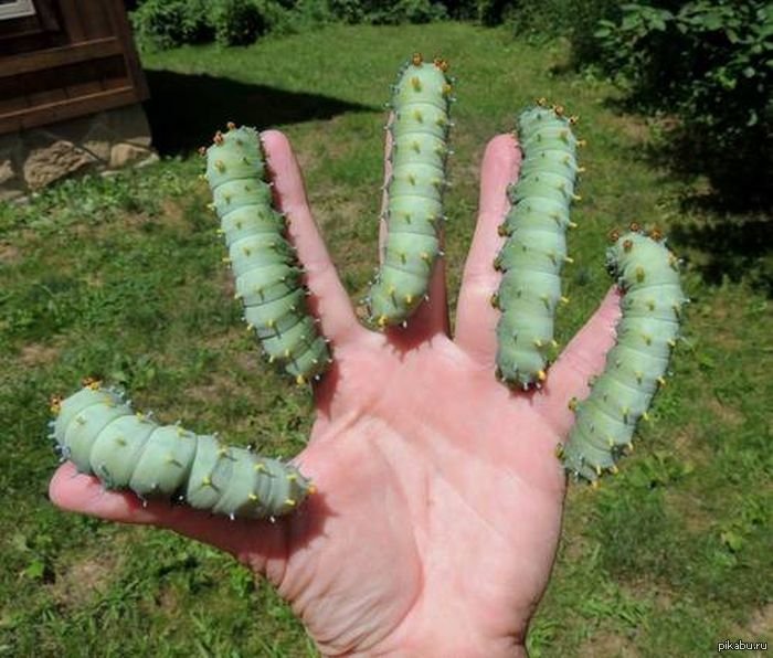 Огромная гусеница