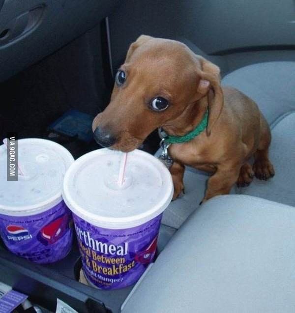 Собака пьет из трубочки