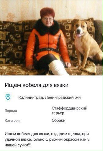 Объявление ищу кобеля для вязки