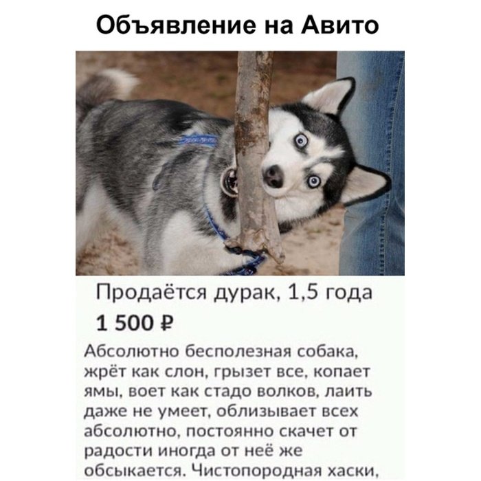 Смешное объявление про хаски
