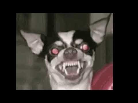 Чихуахуа Хуа злая