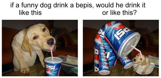 Bepis Dog