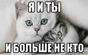 Я тебя люблю Мем котик