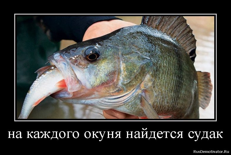 Окунь смешной