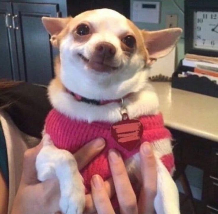 Мемы с чихуа Хуа