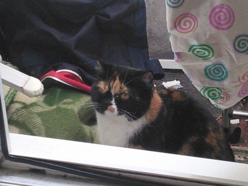 Мем с котами на балкон