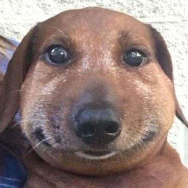 Такса которую укусила Оса