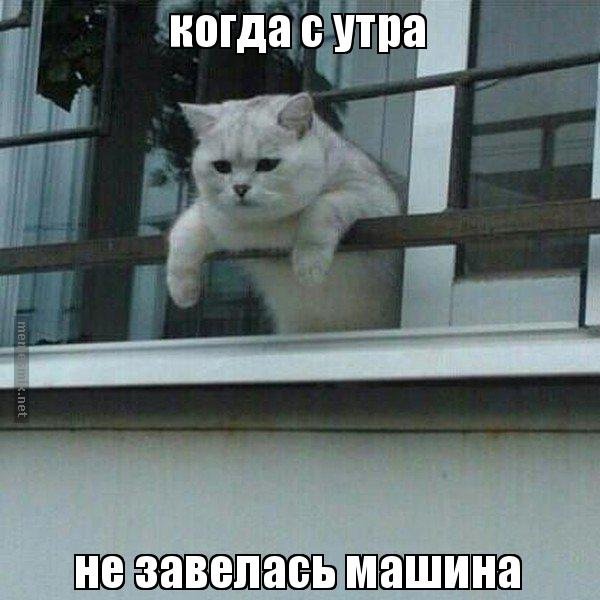 Кот на балконе