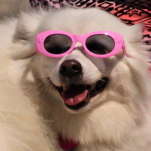 Собака в очках