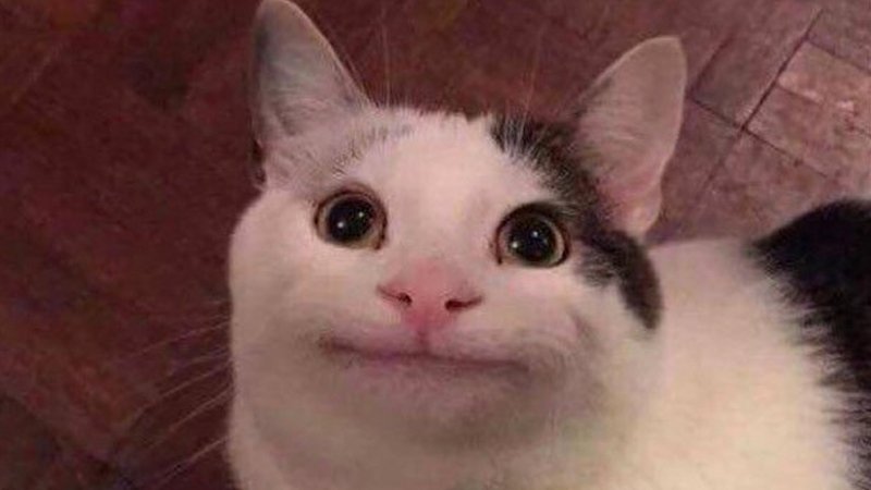 Кот Мем