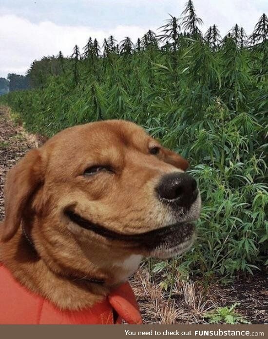 Собака лыбится