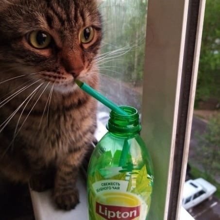 Кот с соком