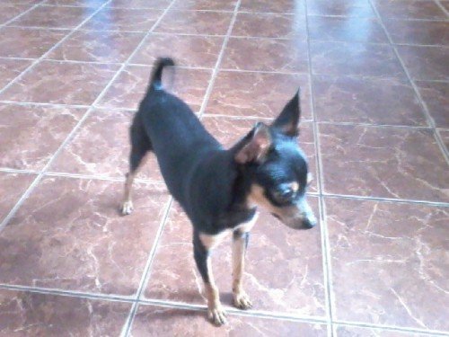 Тойтерьеры фото взрослые короткошерстные