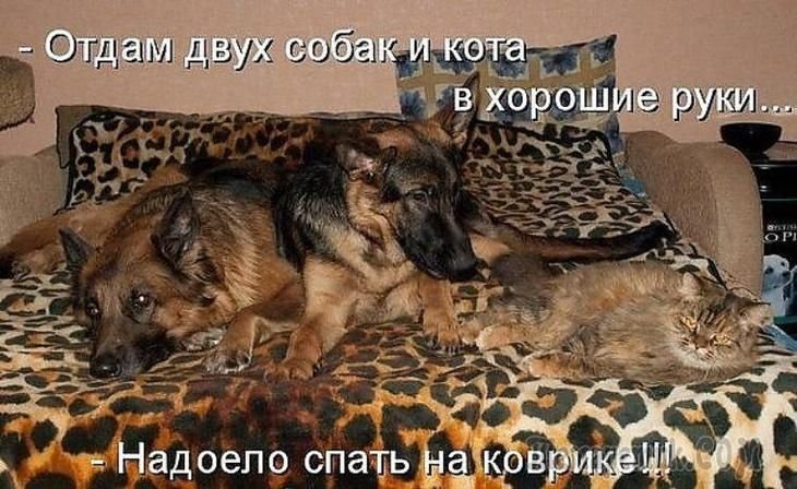 Кошки и собаки приколы