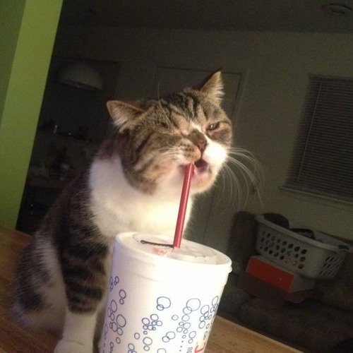 Кот пьет сок