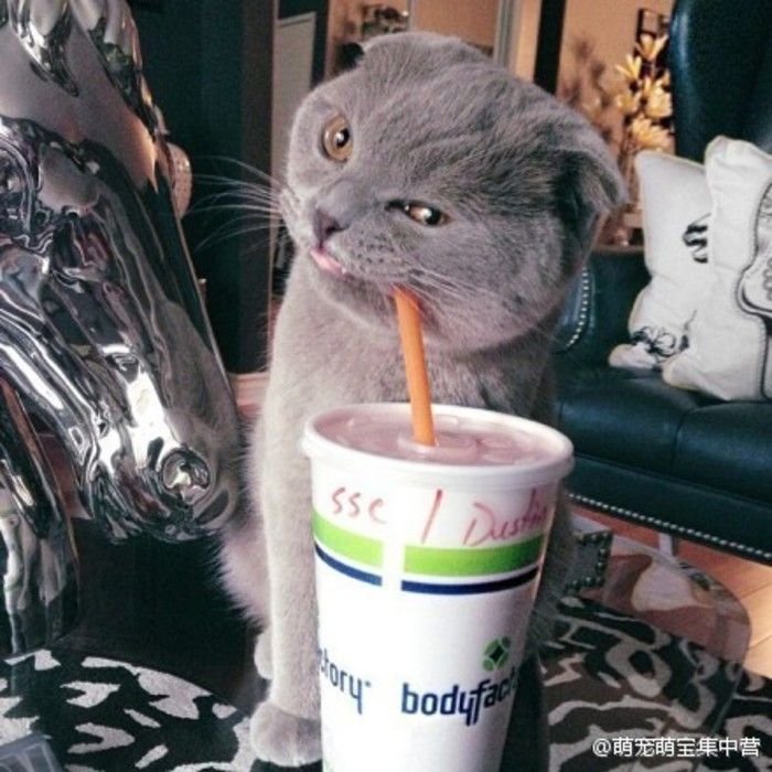 Кот пьет из трубочки