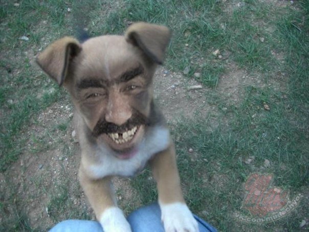 Щенок кавказца прикол