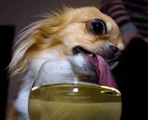 Пьющие животные