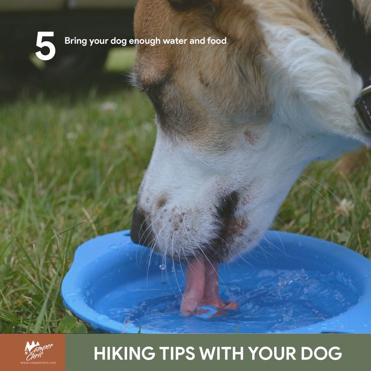 Собака пьет