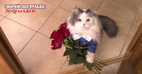 Котик дарит цветочек