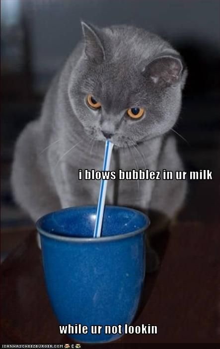 Котик пьет сок