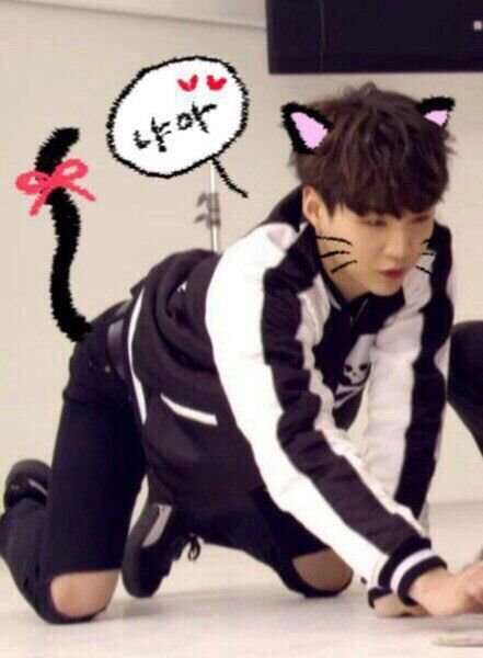 Шуга из BTS котик