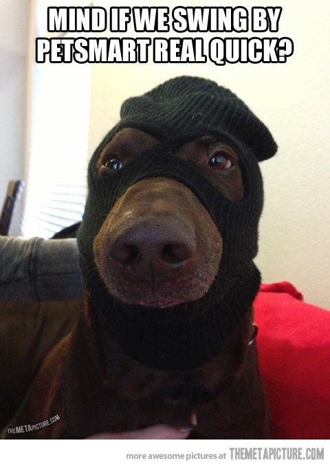 Смешные собаки на аву