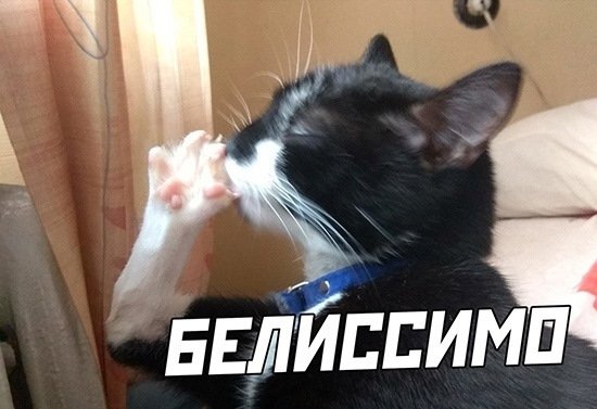 Белиссимо Мем кот