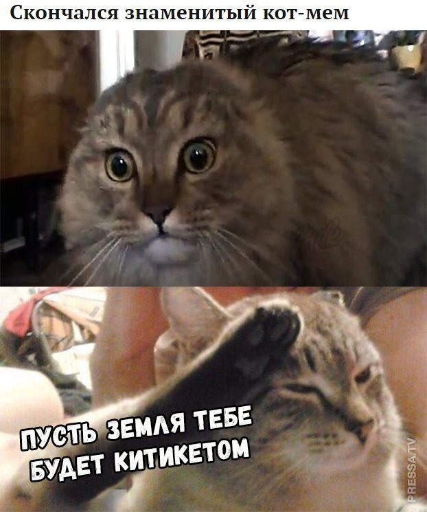 Мемы с котами