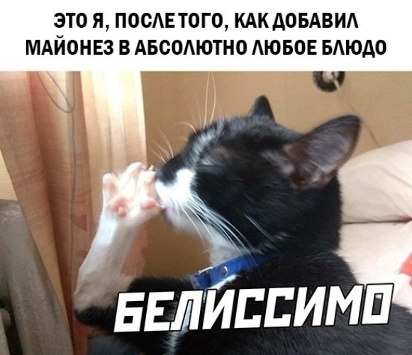 Кот Белиссимо