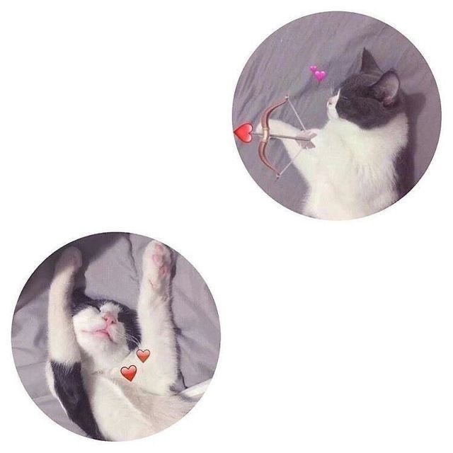 Парные авы котики