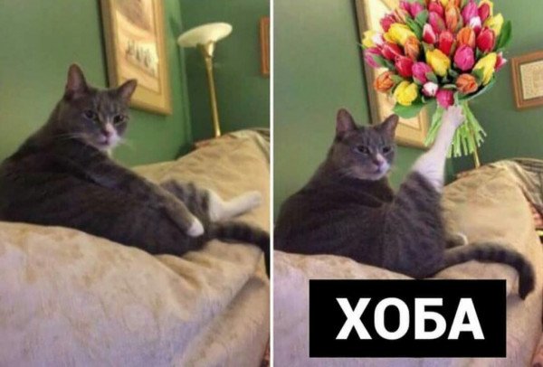 Хоба кот Мем