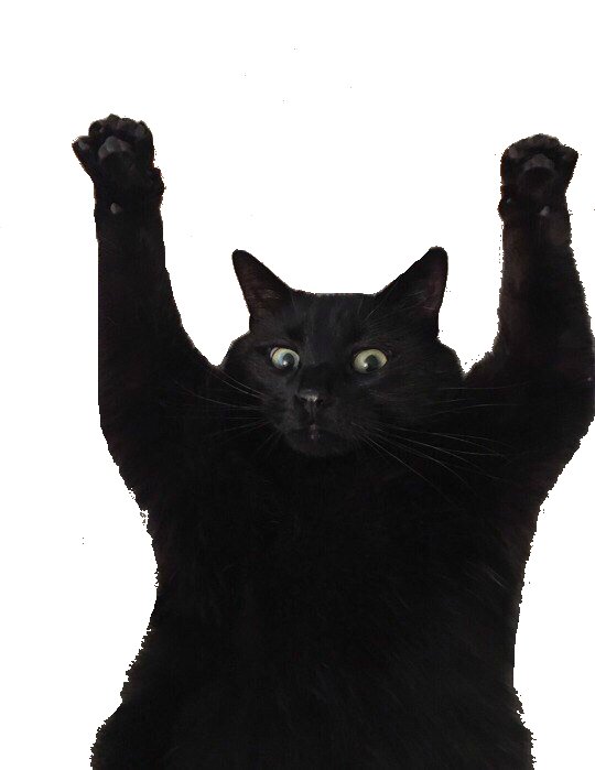 Смешные коты без фона