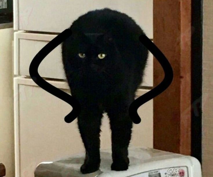 С черным котенком