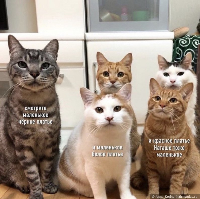 Приколы про Наташу и котов