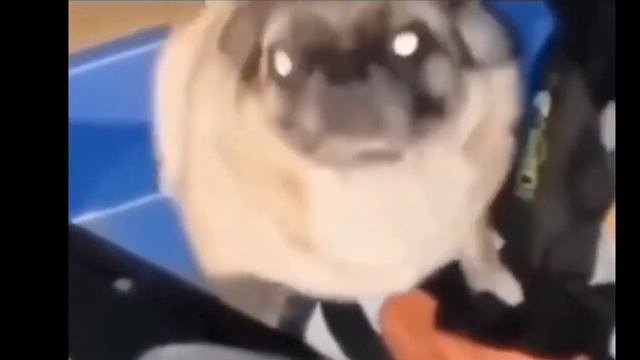 Танцующий Мопс Мем