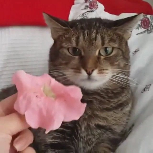 Котик с петунией