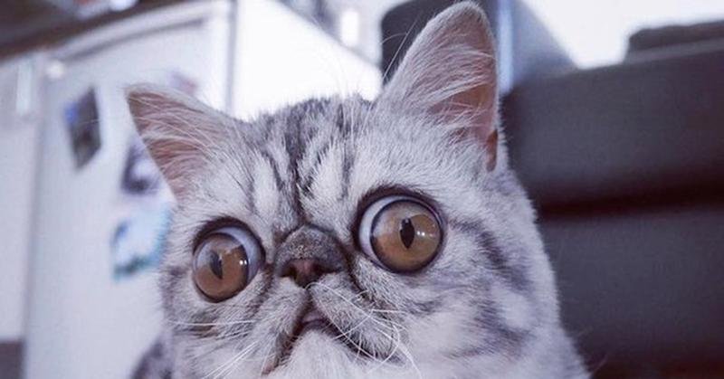 Котик с большими глазами