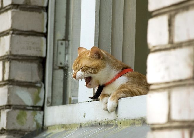 Мартовские котики