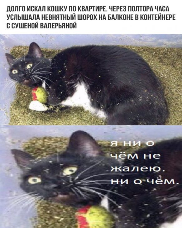 Ниочем не жалею кот