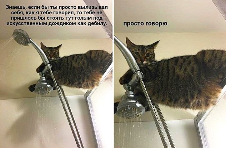 Смешные фото