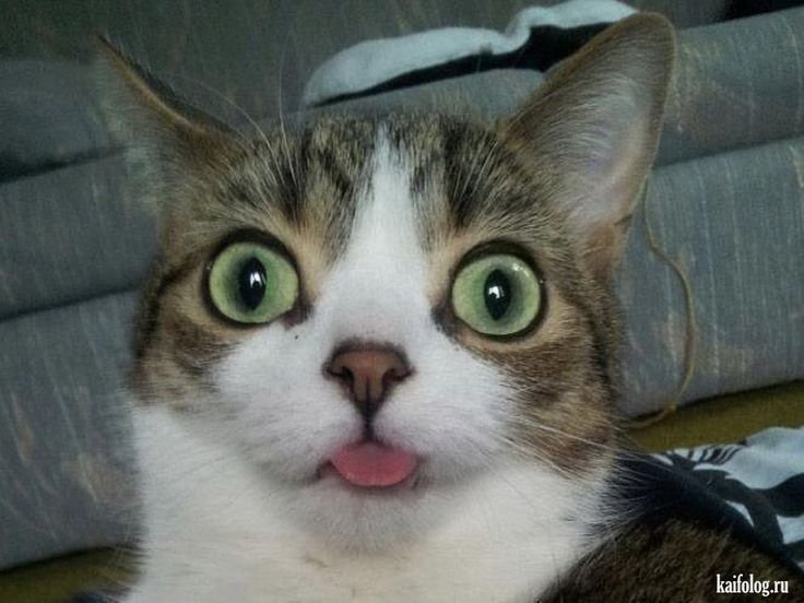 Ангелина Джебисашвили