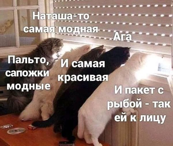 Приколы про Наташу и котов