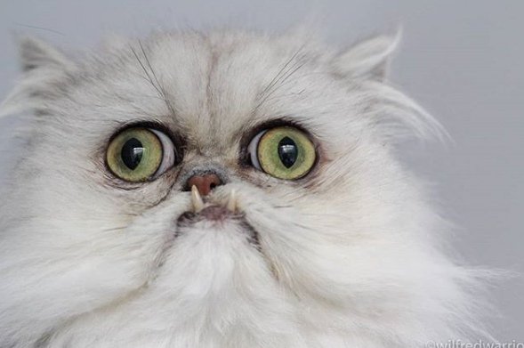 Уилфред Уорриор кот